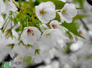 2017年武大櫻花什么時候開？2017年武大櫻花最佳觀賞時間