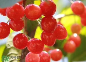 櫻桃批發(fā)價(jià)多少錢(qián)一斤？2017櫻桃批發(fā)價(jià)多少？