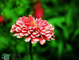 3月份開什么花？3月份開的花有哪些？