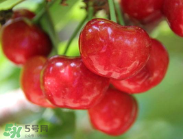 櫻桃為什么這樣紅？櫻桃為什么是紅色？