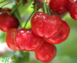 櫻桃為什么有一股藥味？櫻桃有藥味怎么辦？