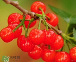 櫻桃什么時候成熟？櫻桃什么時候上市？