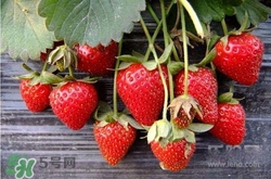 吃草莓大便會變紅嗎？吃草莓大便變紅是怎么回事？