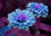 3月份開什么花？3月份開的花有哪些？