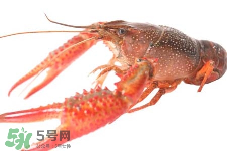 小龍蝦是海鮮嗎？小龍蝦屬于海鮮嗎？