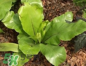 負(fù)卡路里的食物有哪些？負(fù)卡路里食物真的吃不胖嗎？
