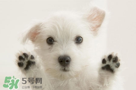 禽流感可以養(yǎng)狗嗎？禽流感期間能養(yǎng)狗嗎？