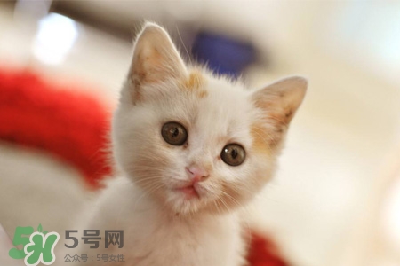 禽流感可以養(yǎng)貓嗎？禽流感期間能養(yǎng)貓嗎？