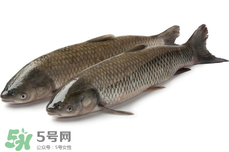草魚能生吃嗎？草魚可以直接生吃嗎？
