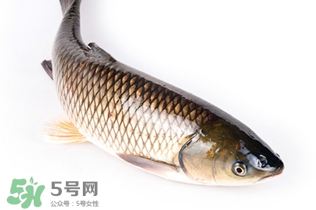草魚能生吃嗎？草魚可以直接生吃嗎？