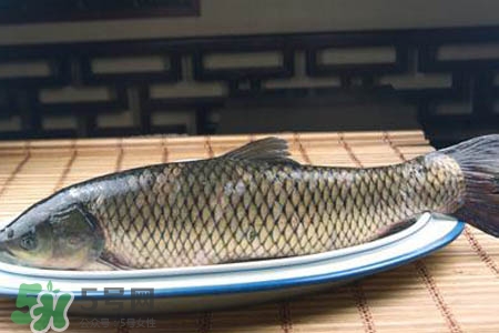 草魚能生吃嗎？草魚可以直接生吃嗎？