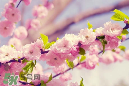櫻花一般什么時(shí)候開？櫻花一般幾月份開？