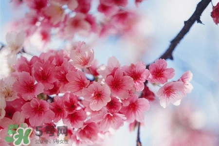 路邊的櫻花可以吃嗎？野生櫻花可以吃嗎？