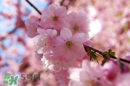 路邊的櫻花可以吃嗎？野生櫻花可以吃嗎？