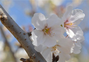 櫻花的花語是什么？櫻花代表什么意思？
