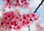 3月份有櫻花嗎？三月份櫻花都開了嗎？