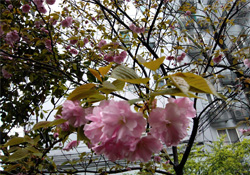 4月份適合種什么花？四月份種什么花好？