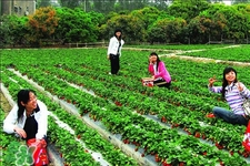 4月份可以摘草莓嗎？四月份有草莓可以摘嗎？