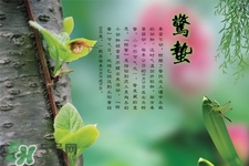 驚蟄出生的孩子好嗎？2017驚蟄出生的人運勢好嗎？