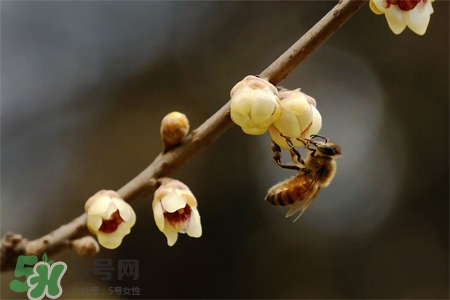驚蟄出生的孩子好嗎？2017驚蟄出生的人運勢好嗎？