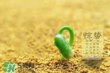 驚蟄如何養(yǎng)生？驚蟄前后如何養(yǎng)生？