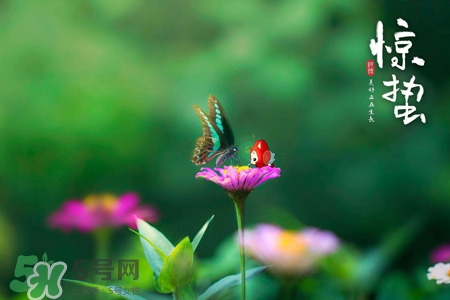 驚蟄要吃芋頭嗎？驚蟄為什么吃芋頭？