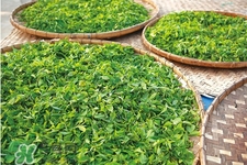4月份喝什么茶好？四月份適合喝什么茶？