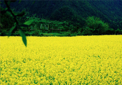 3月份能看到油菜花嗎？三月份有油菜花看嗎？