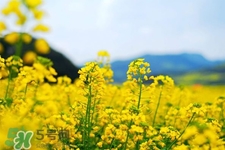 油菜花什么時候開？2017年油菜花期