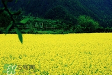 油菜花蜜為什么便宜？油菜花蜜的作用與功效