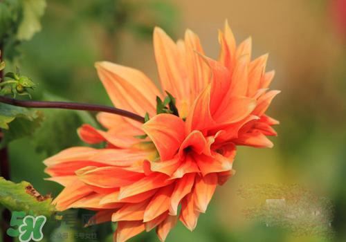 花粉過(guò)敏會(huì)遺傳嗎？花粉過(guò)敏為什么會(huì)遺傳？