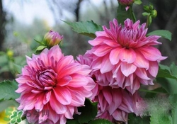 花粉過(guò)敏會(huì)遺傳嗎？花粉過(guò)敏為什么會(huì)遺傳？