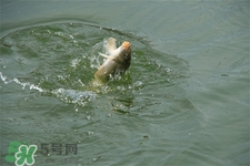 三月份可以釣魚了嗎？三月份好釣魚嗎？