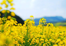 油菜花能開多久？油菜花花期有多長？