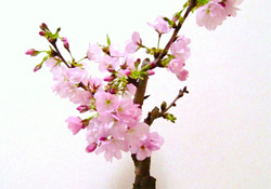 櫻花可以盆栽嗎？櫻花盆栽好養(yǎng)嗎？