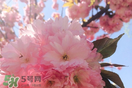 盆栽櫻花要經(jīng)常澆水嗎？櫻花盆栽幾天澆一次水？