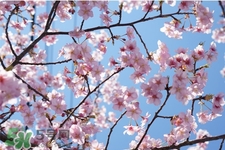 盆栽櫻花要經(jīng)常澆水嗎？櫻花盆栽幾天澆一次水？