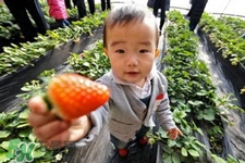 三月份可以種草莓嗎？三月份種草莓能結(jié)果嗎？