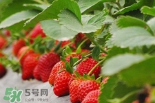 草莓可以帶上飛機嗎？坐飛機能帶草莓嗎？