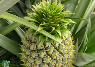 綠菠蘿可以吃嗎？菠蘿是綠的能吃嗎？