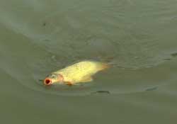 驚蟄前后可以夜釣鯉魚嗎？驚蟄前后釣魚技巧