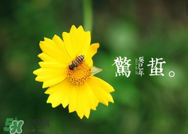 驚蟄前后可以種什么？驚蟄前后種什么蔬菜？