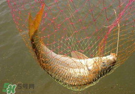驚蟄前后好釣魚(yú)嗎？驚蟄前后釣魚(yú)技巧