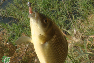 驚蟄前后可以夜釣鯉魚嗎？驚蟄前后釣魚技巧