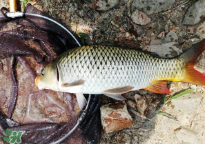 驚蟄前后可以夜釣鯉魚嗎？驚蟄前后釣魚技巧