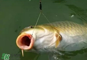 驚蟄前后可以夜釣鯉魚嗎？驚蟄前后釣魚技巧