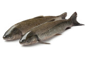 草魚(yú)怎么做好吃 草魚(yú)怎么做好吃又簡(jiǎn)單