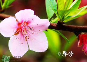 2017年春分是什么時(shí)候？2017年春分是幾月幾號(hào)？