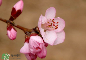 2017年春分是什么時(shí)候？2017年春分是幾月幾號(hào)？