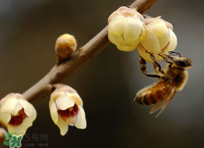 驚蟄過后一周會下雨嗎？驚蟄下雨好嗎？